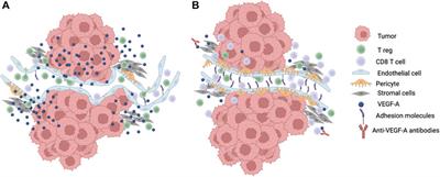 Modulation of T cell function and survival by the tumor microenvironment